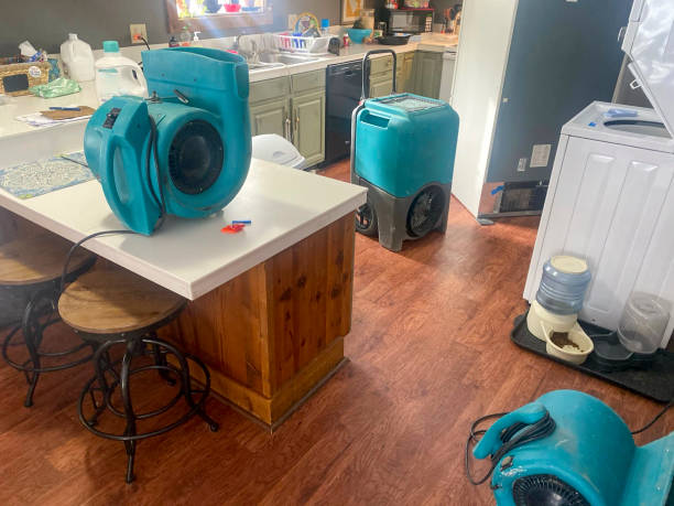 Best Mold removal after water damage  in Walbridge, OH