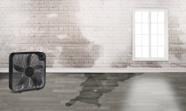 Best Flood damage cleanup  in Walbridge, OH